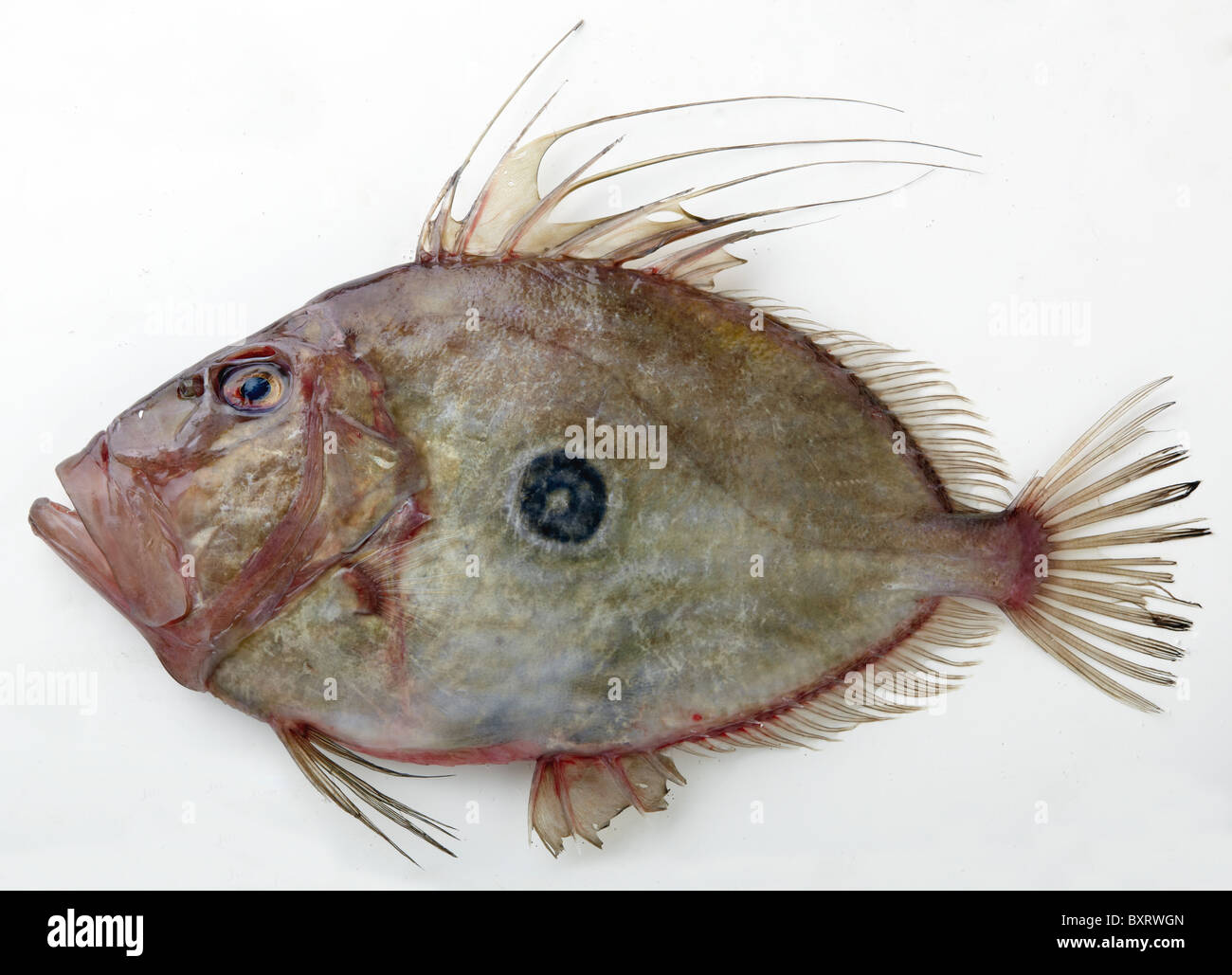 John Dory fish on white background, close-up Stock Photo