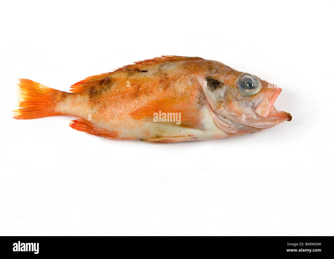 Red fish (Sebastes marinus) on white background, close-up Stock Photo