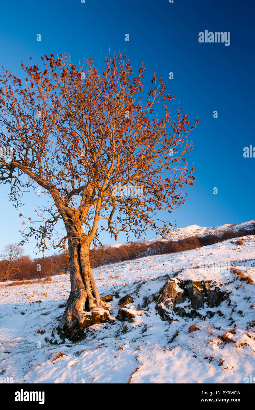Big Ash Tree High Resolution Stock Photography and Images - Alamy