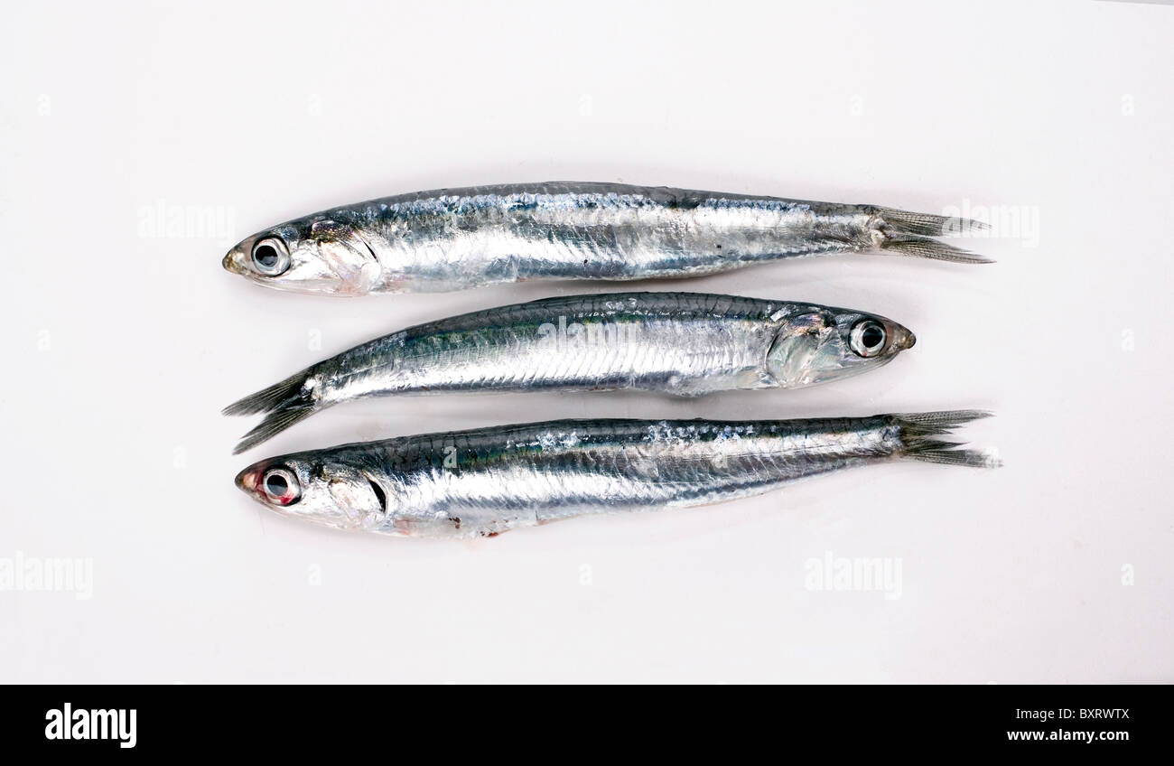 Anchovies on white background, closeup Stock Photo Alamy
