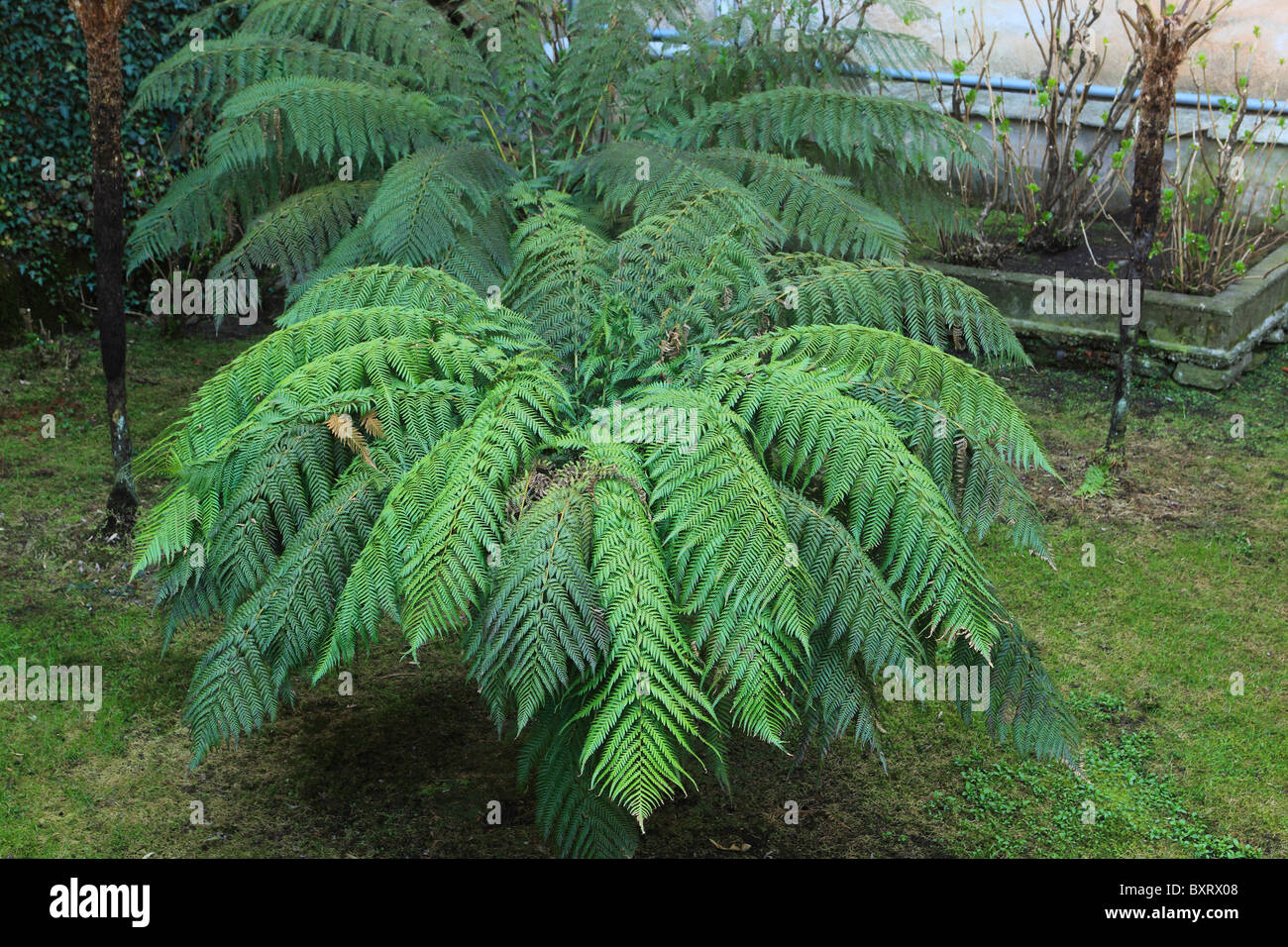 Soft Tree Fern, Dicksonia antarctica Stock Photo