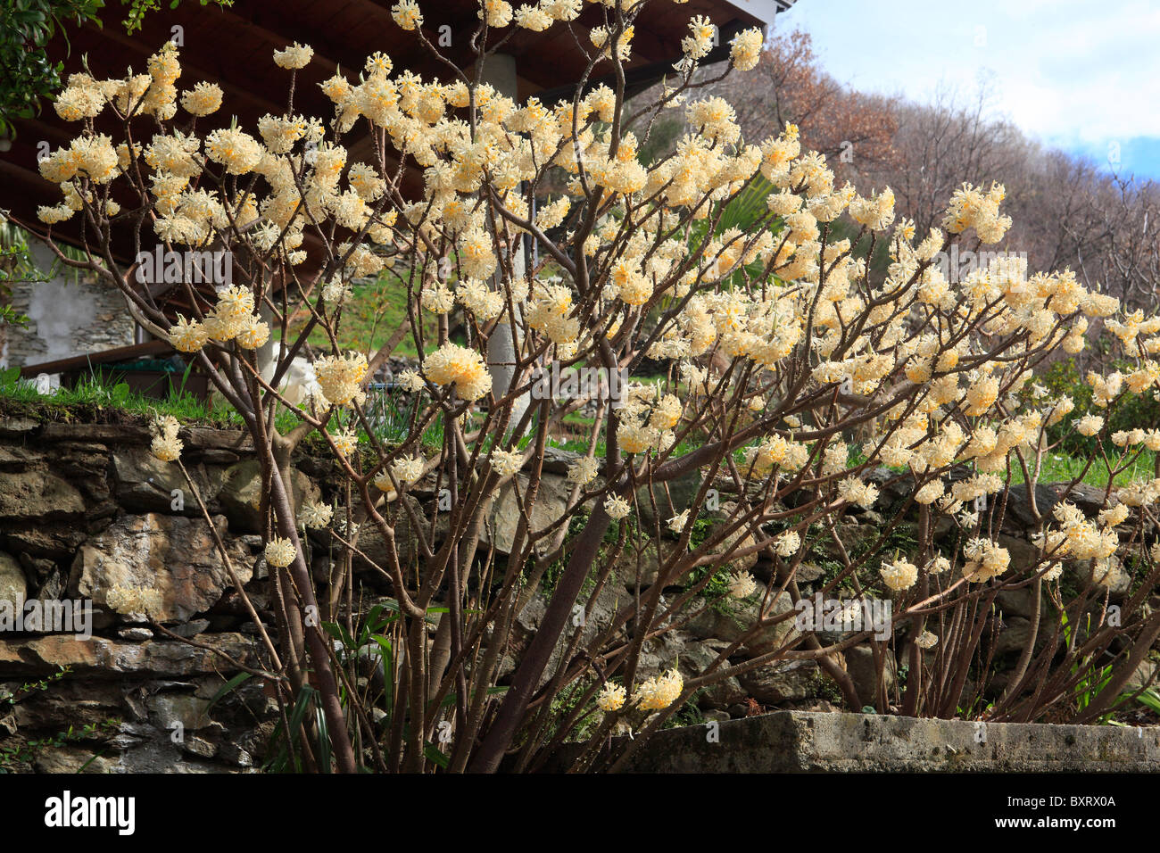 Oriental Paperbush, Edgeworthia chrysantha Stock Photo