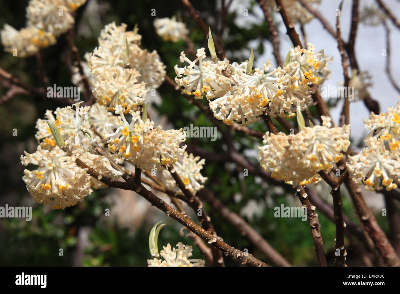 Oriental Paperbush, Edgeworthia chrysantha Stock Photo