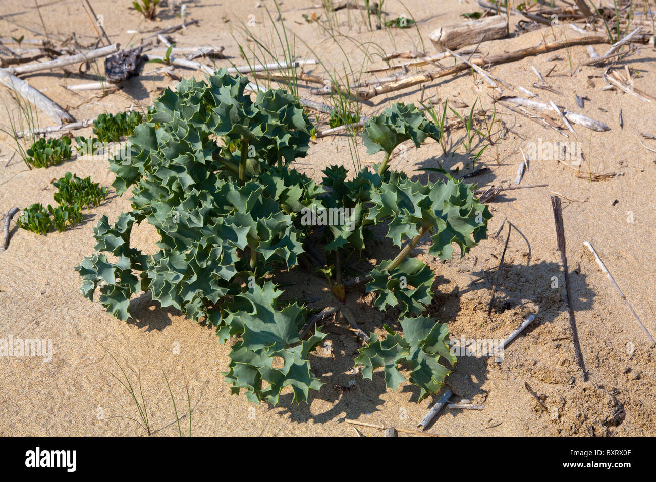 Sea holly, Eryngium alpinum Stock Photo