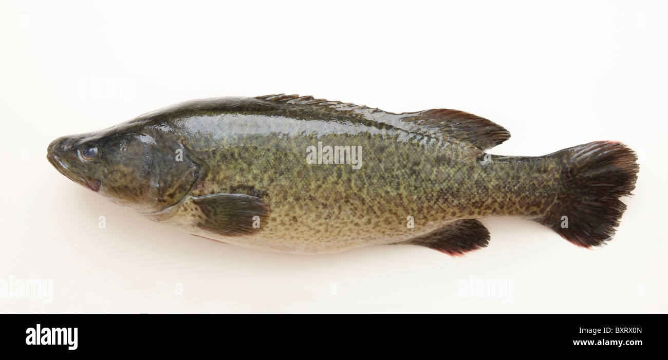 Murray cod hires stock photography and images Alamy