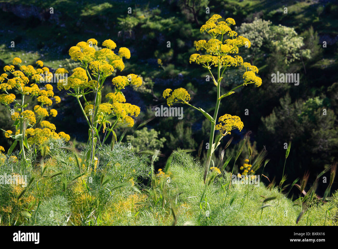 Giant fennel, Ferula communis Stock Photo Alamy