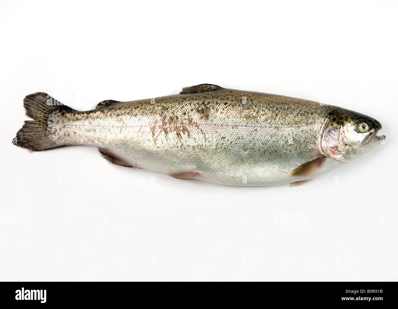 Rainbow trout, Oncorhynchus Mykiss Stock Photo