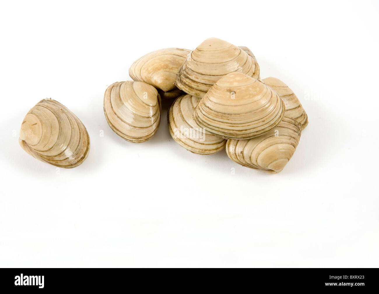 Surf Clams on white background, close-up Stock Photo