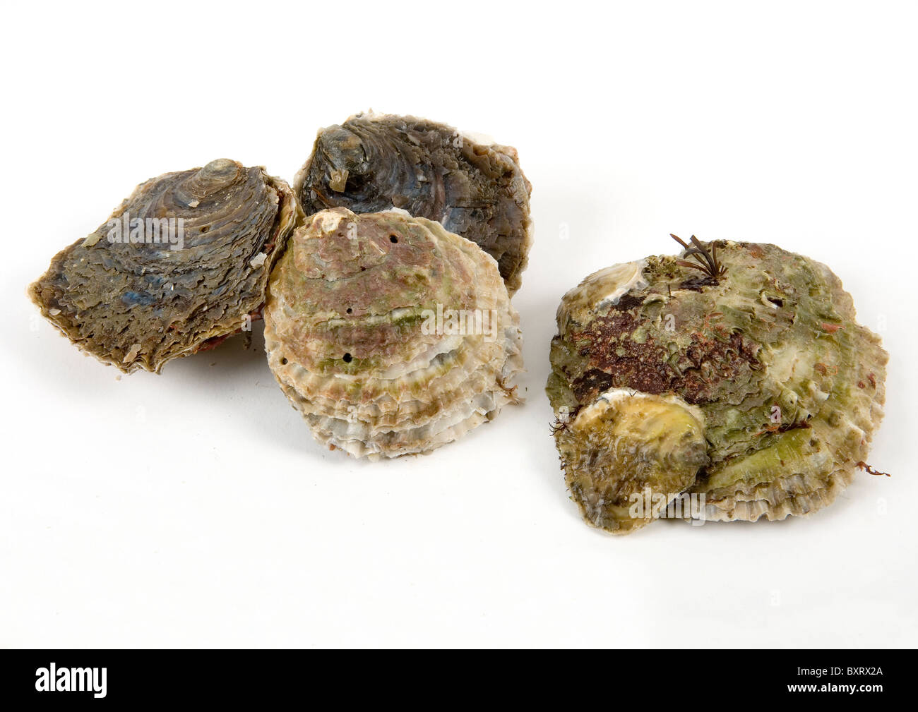 Colchester oysters, close-up Stock Photo