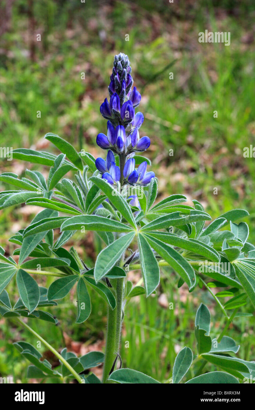 Lupinus pilosus, Blue Mountain lupine Stock Photo