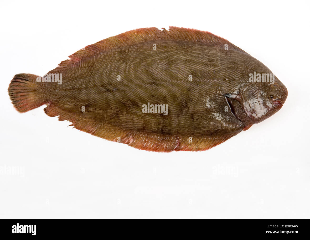 Dover sole on white background Stock Photo