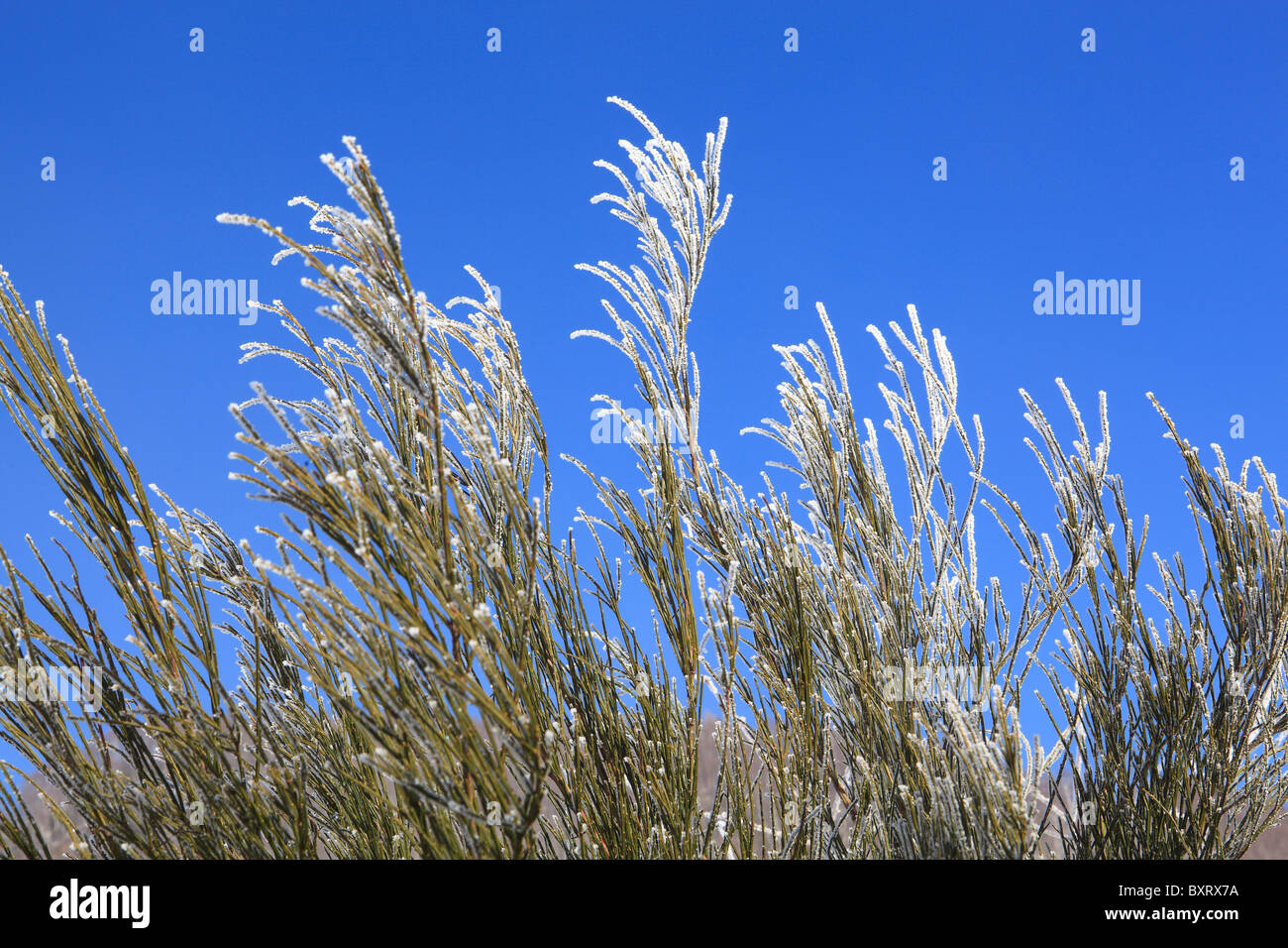 Common Broom with frost Stock Photo