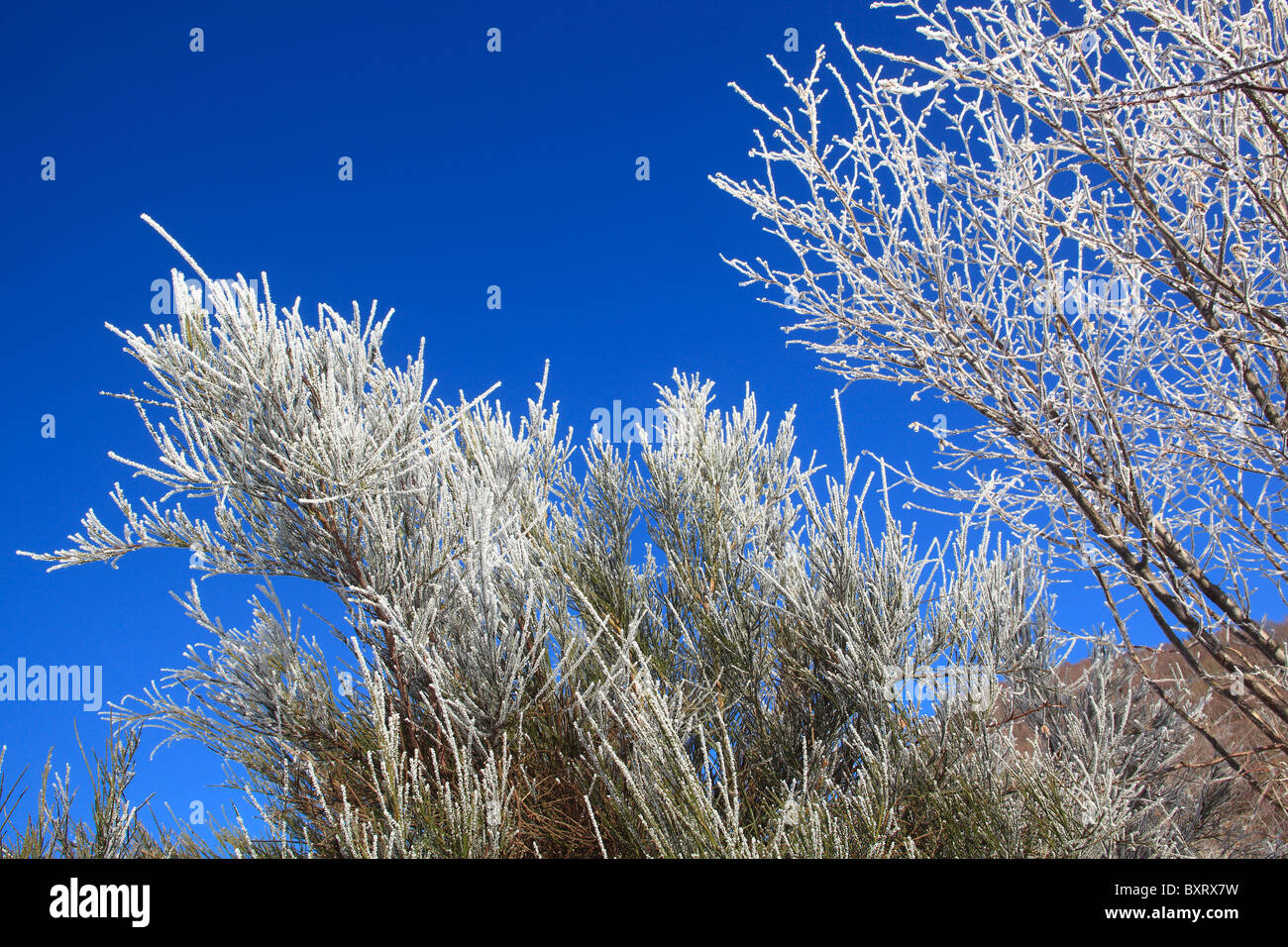 Common Broom with frost Stock Photo