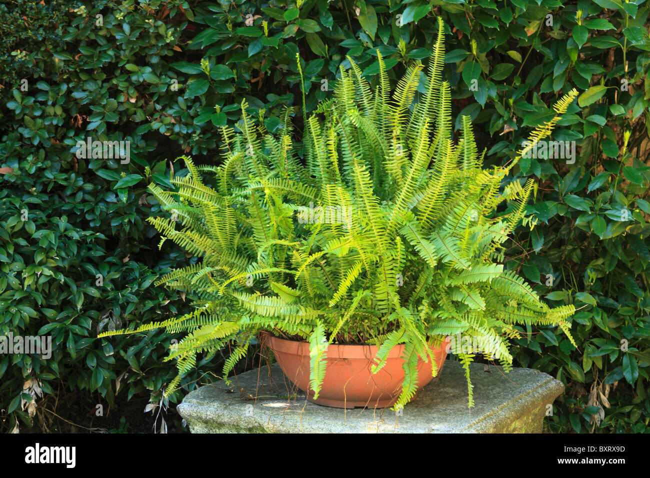 Nephrolepis cordifolia, erect sword fern in pot Stock Photo Alamy