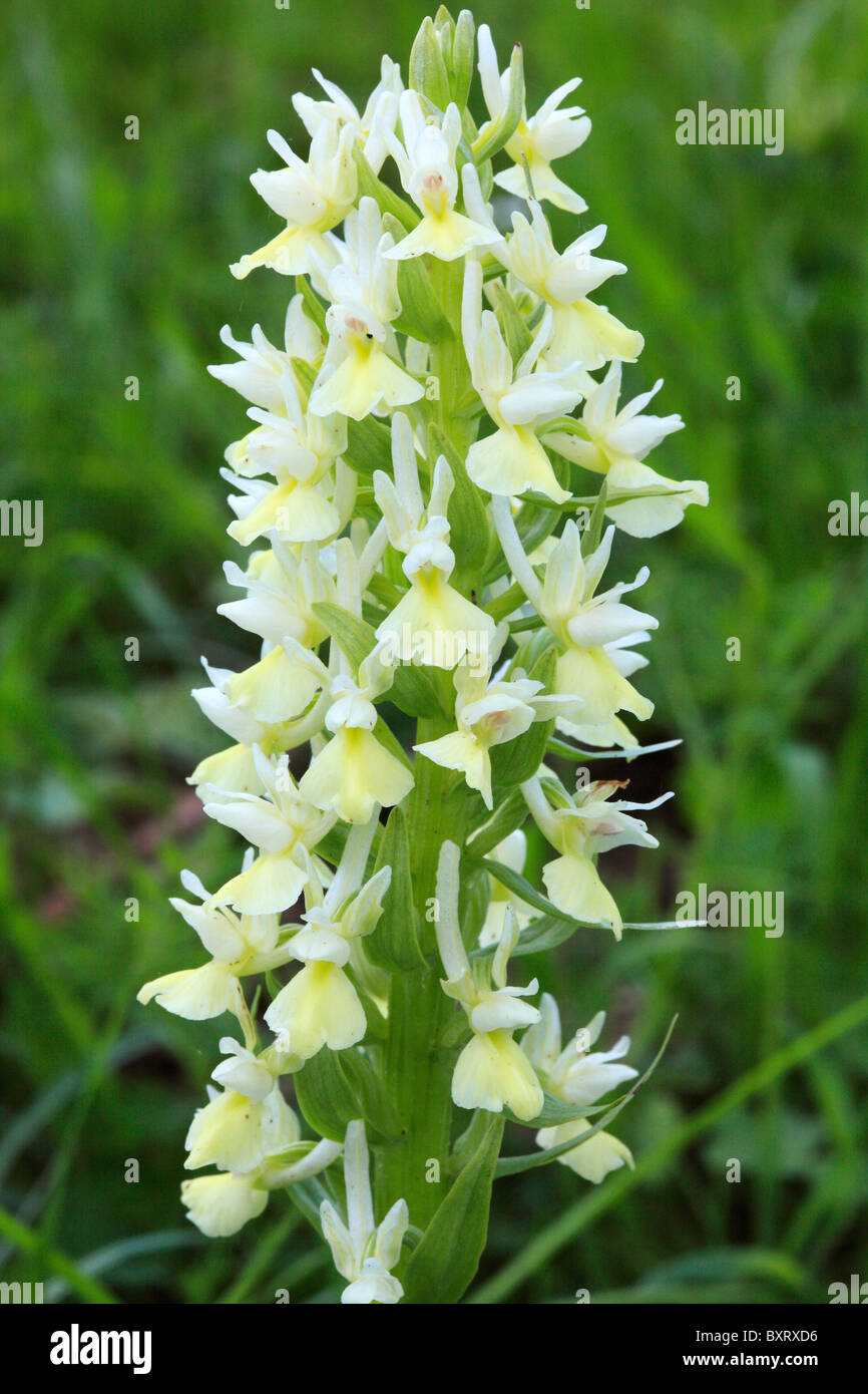 Orchis provincialis, Provence orchid Stock Photo