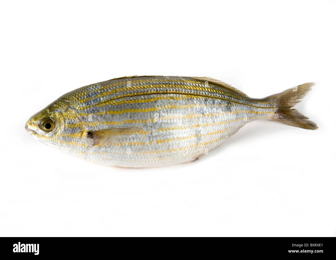 Bream Stock Photo