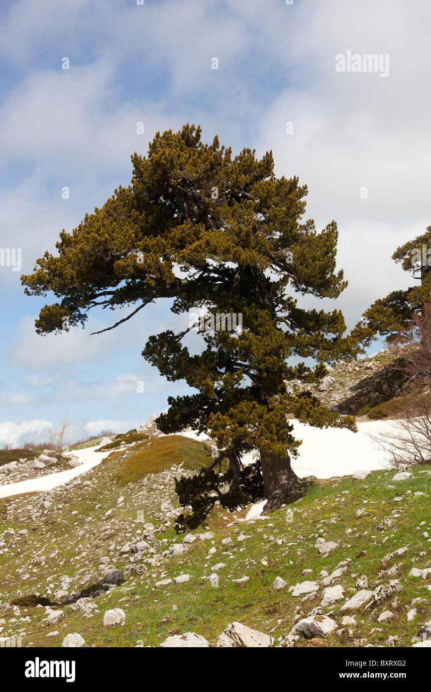 Pinus leucodermis, Bosnian Pine, Pollino National Park, Basilicata, Italy Stock Photo