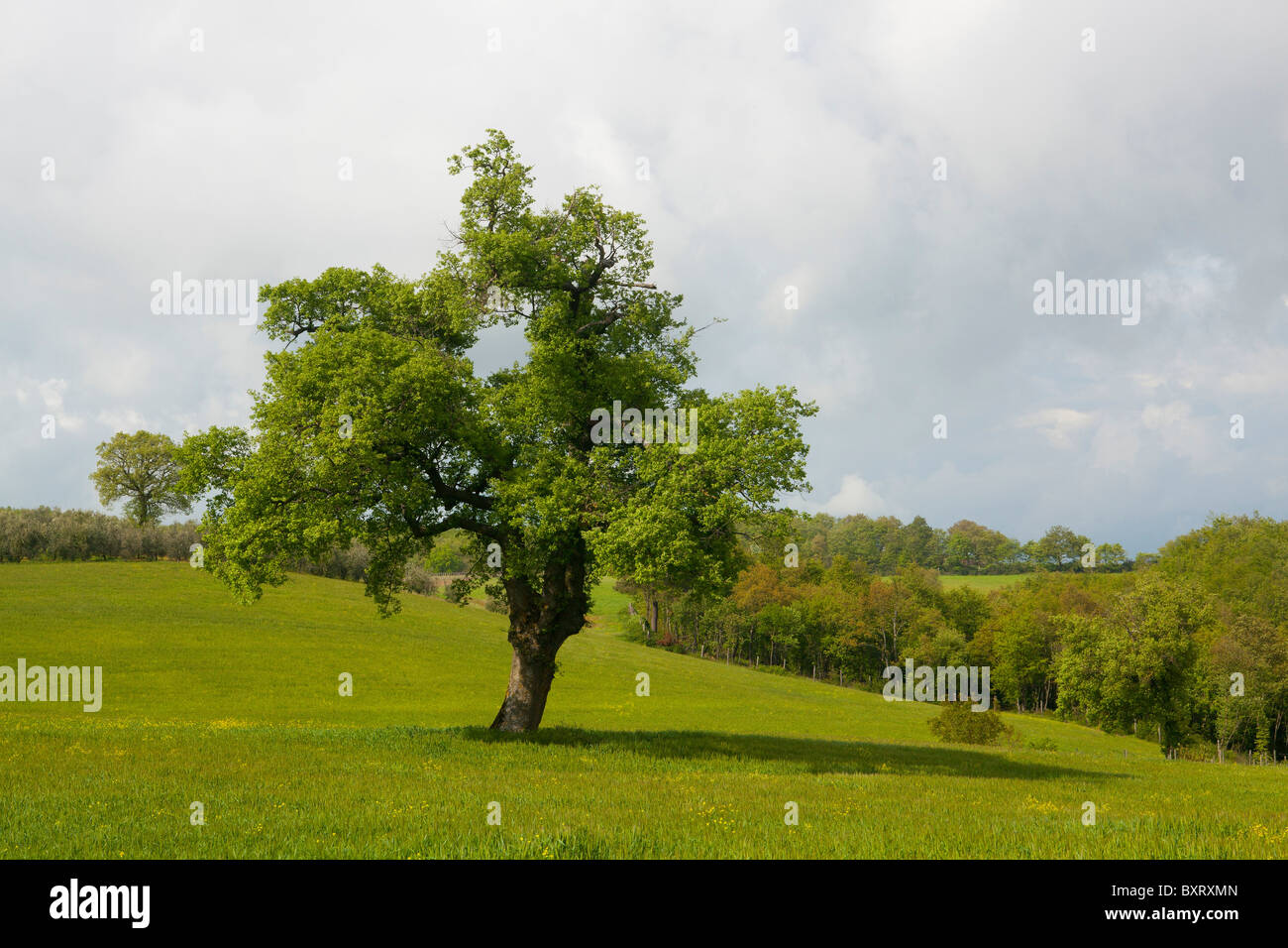 Quercus pubescens, Downy Oak Stock Photo