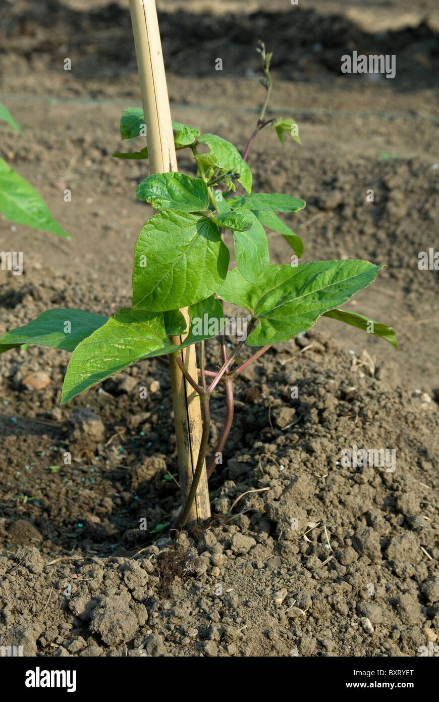 Runner bean plant hires stock photography and images Alamy