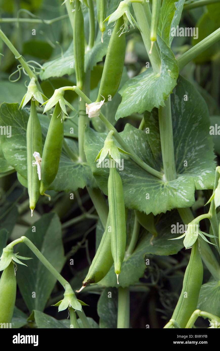 Sugar snap pea pods on plant Stock Photo