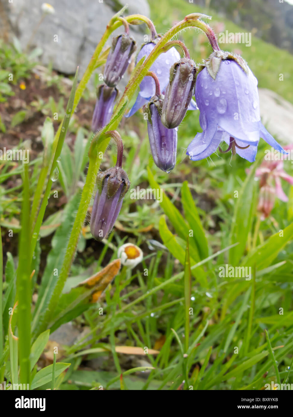 Bearded Bellflower Stock Photo