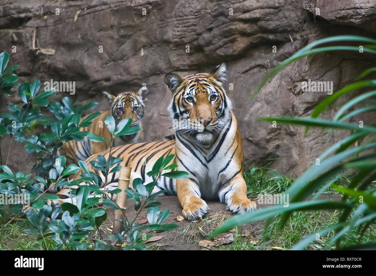 Malayan female tiger and cubs on exhibit at the San Diego Zoo, CA US. This is perhaps the smallest subspecies of tiger. Its stripe pattern is similar to the Indochinese tiger but its size is closer to the Sumatran tigers with average weight of 120 kg for adult males and 100 kg for females. [1] Male Malayan tigers measures around 237cm in length from head to tail and female Malayan tigress around 200cm in length. Stock Photo