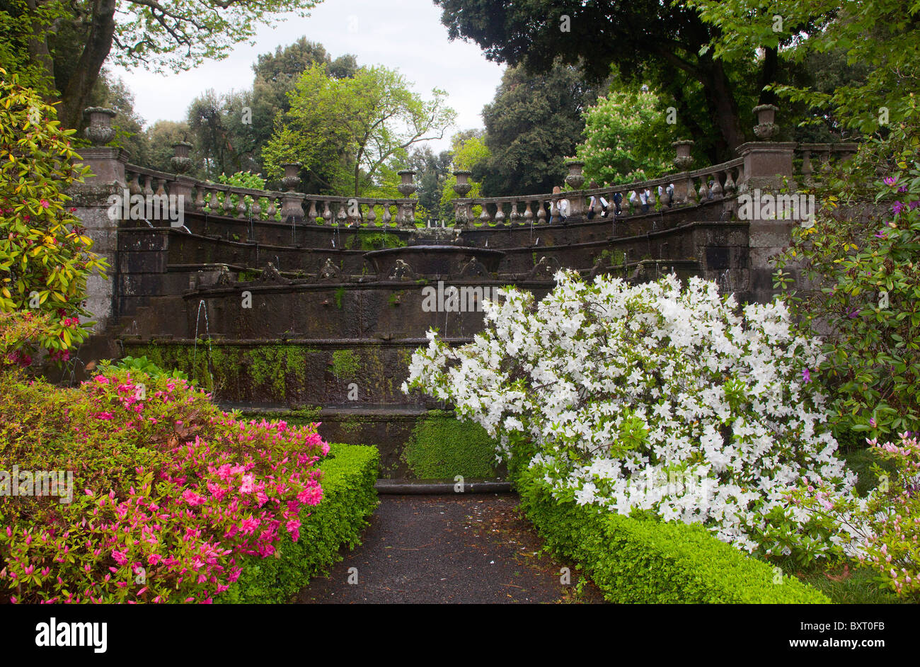 Rhododendron, Lumini fountain, Villa Lante, Bagnaia, Lazio, Italy Stock Photo