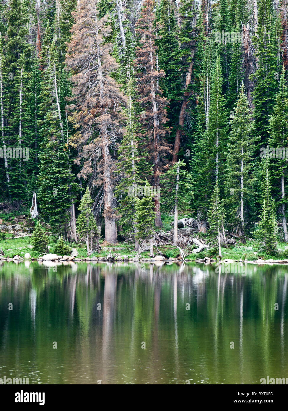 Medicine Bow Mountain national forest, A Wyoming national park Stock
