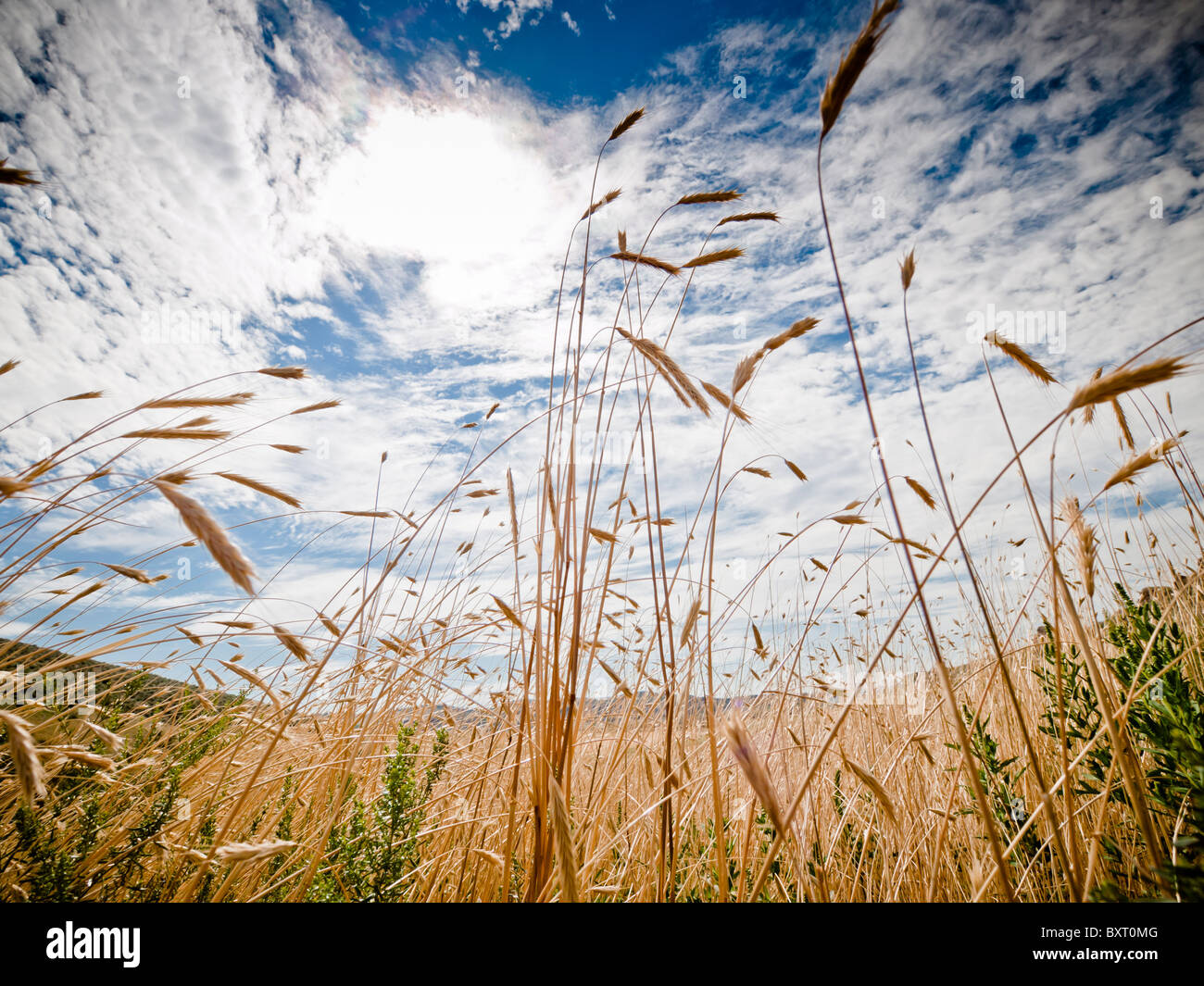Grasses of colorado hires stock photography and images Alamy