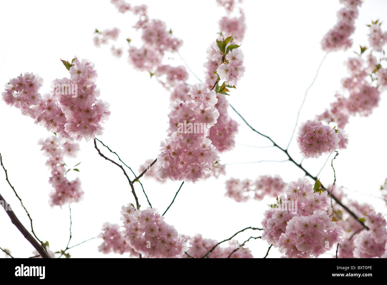 Branches of pink cherry blossom Stock Photo - Alamy