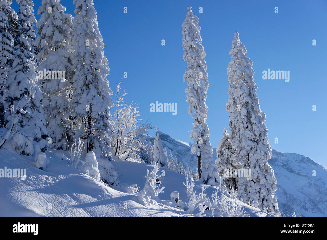 Spruce trees covered in fresh snow, Adelboden, Switzerland Stock Photo