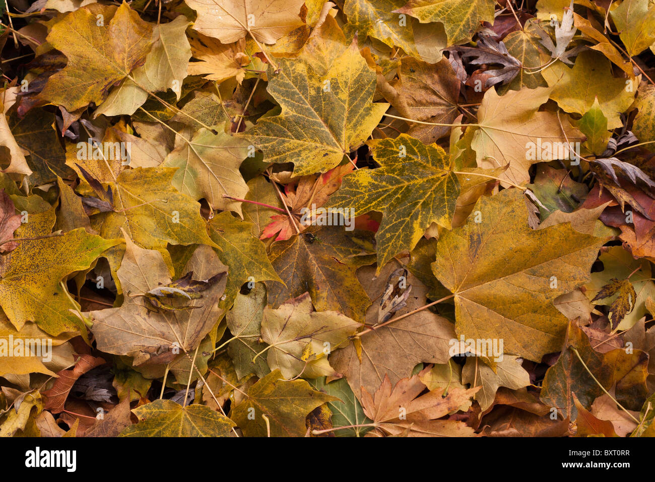 Leaves on ground uk hi-res stock photography and images - Alamy