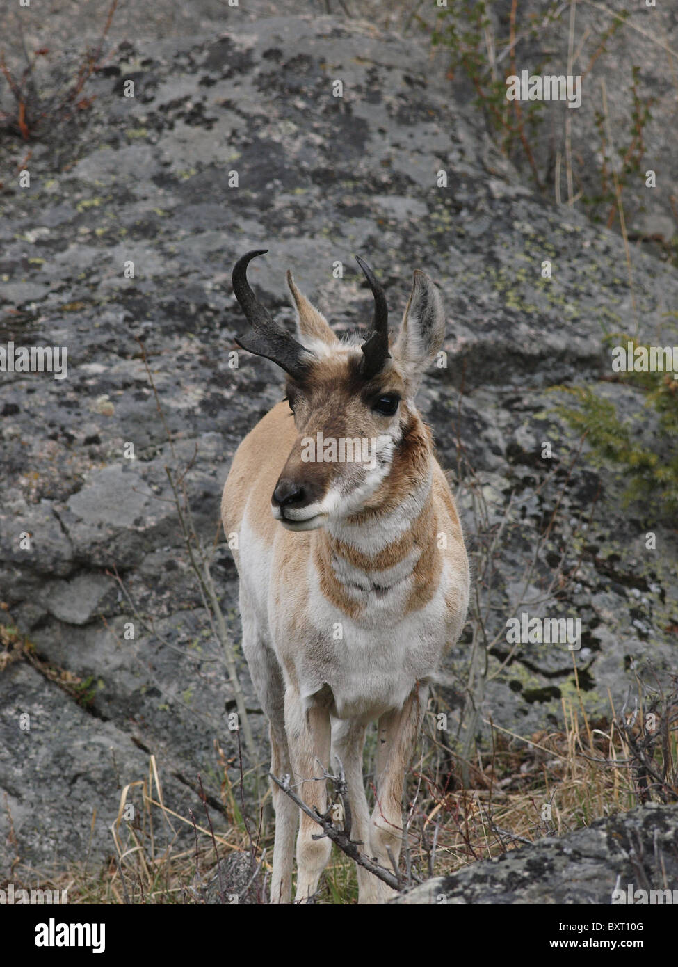 Pronghorn near the Lamar Valley, Yellowstone National Park Stock Photo