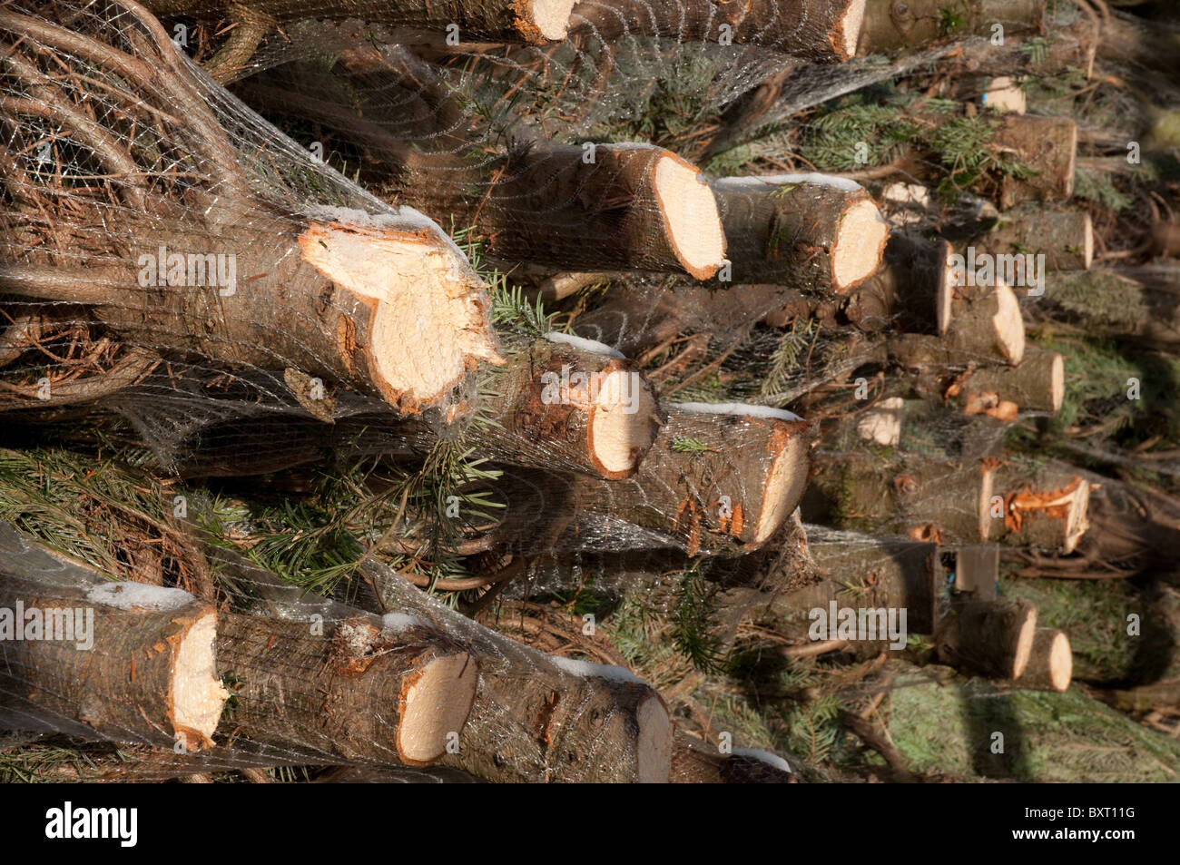 Freshly cut Christmas trees, Nordman Fir, netted and stacked on pallet awaiting transportation. Stock Photo