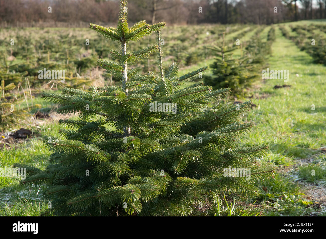 Young Nordman Fir Christmas trees on a plantation in Lancashire. Stock Photo