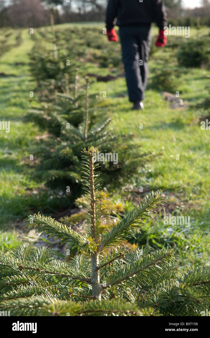Young Nordman Fir Christmas trees being inspected on a plantation in Lancashire. Stock Photo