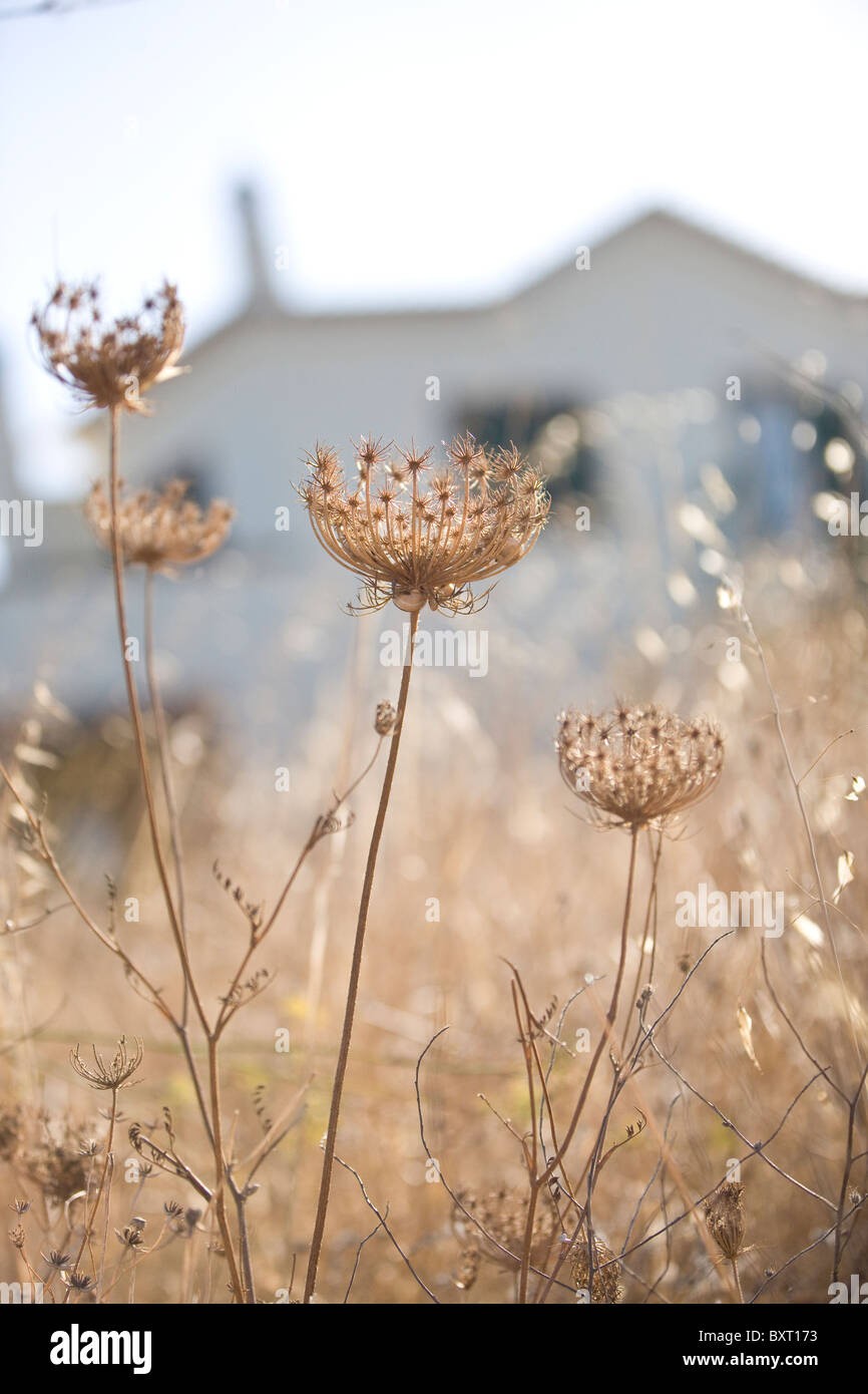Dried wild grasses and flower heads in a field Stock Photo