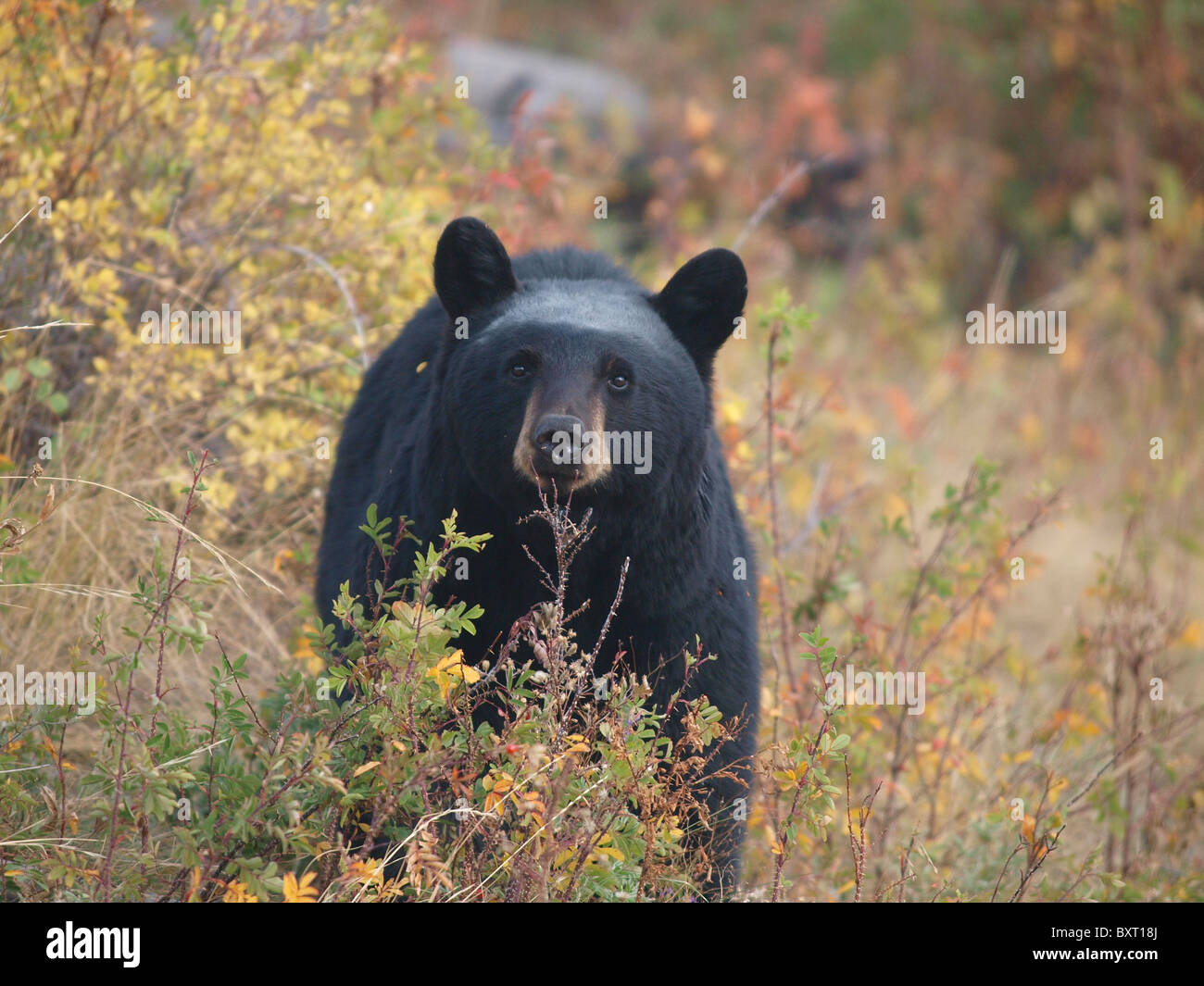 American Black Bear, near Tower area in Yellowstone National Park. Stock Photo