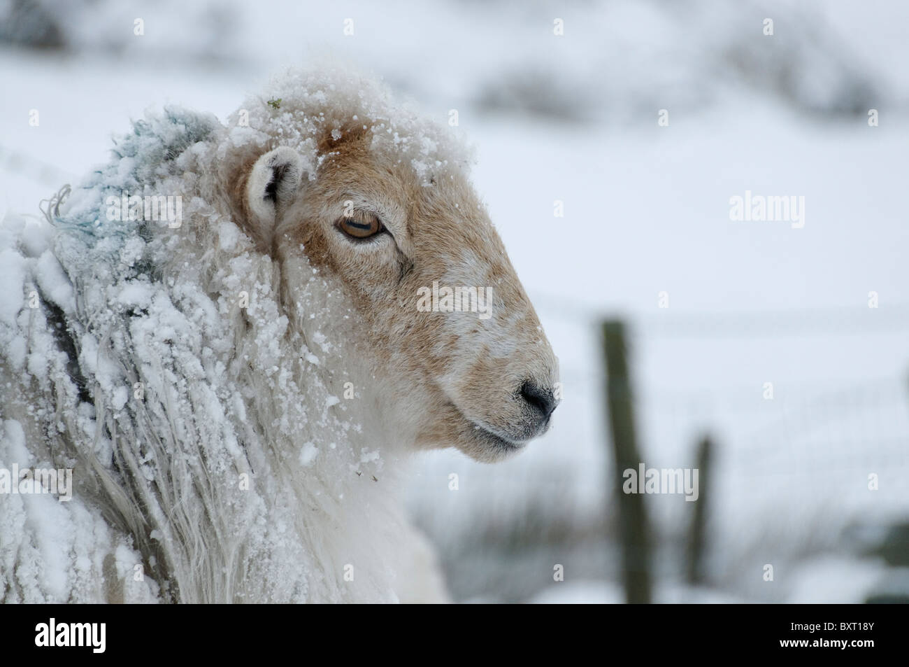 A snow covered sheep Stock Photo