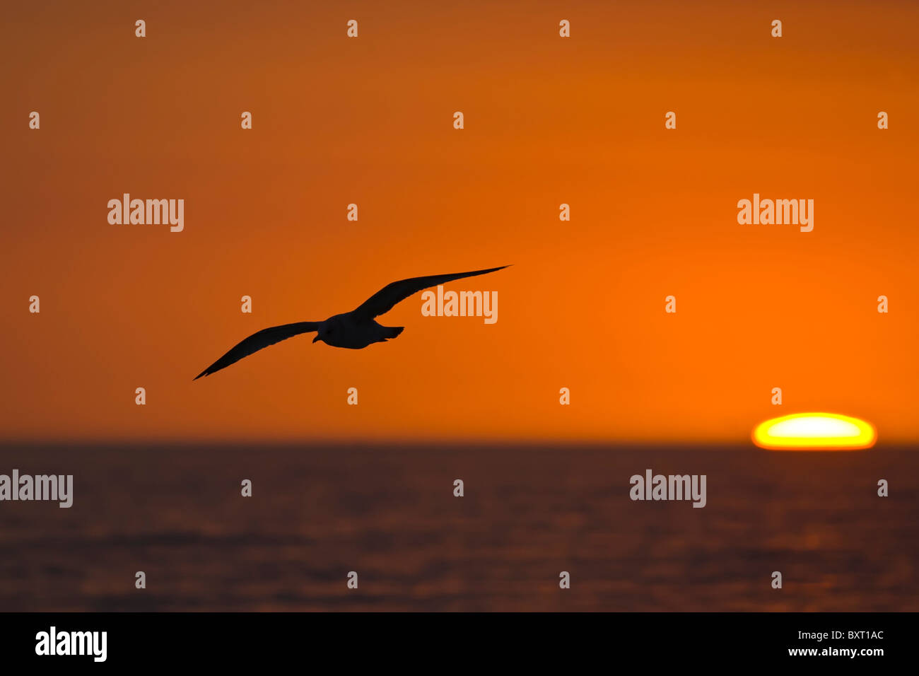 Seagull flying silhouetted aganist orange sunset sky with sun on Gulf of Mexico horizon Stock Photo