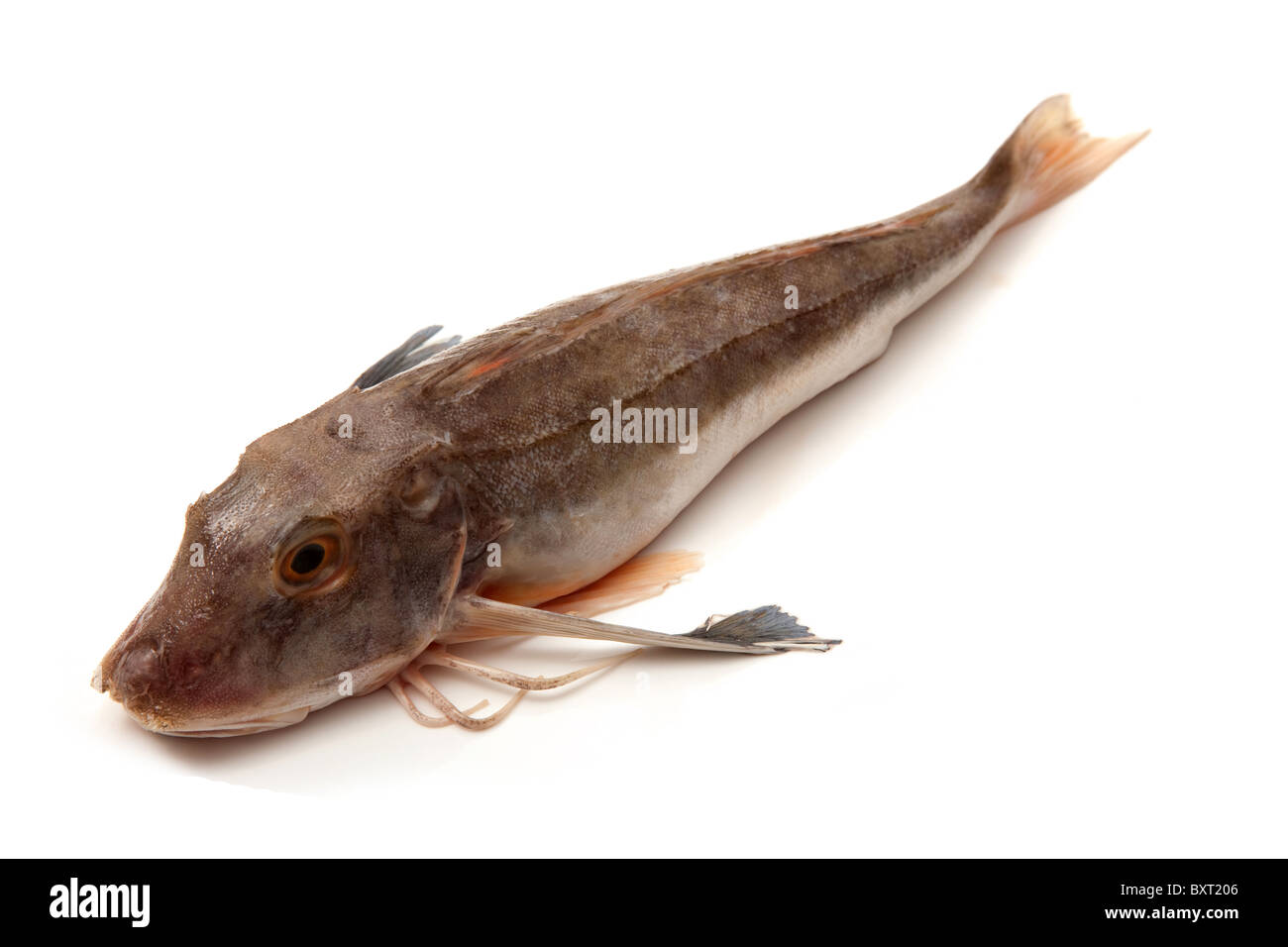 Grey gurnard fish studio hi-res stock photography and images - Alamy
