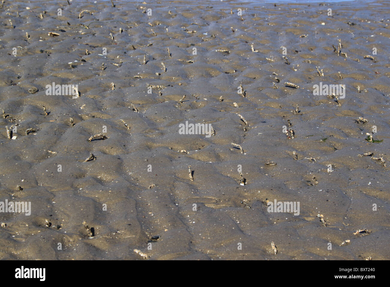 Casts from sand worms on the beach in Beirut, Lebanon Stock Photo Alamy