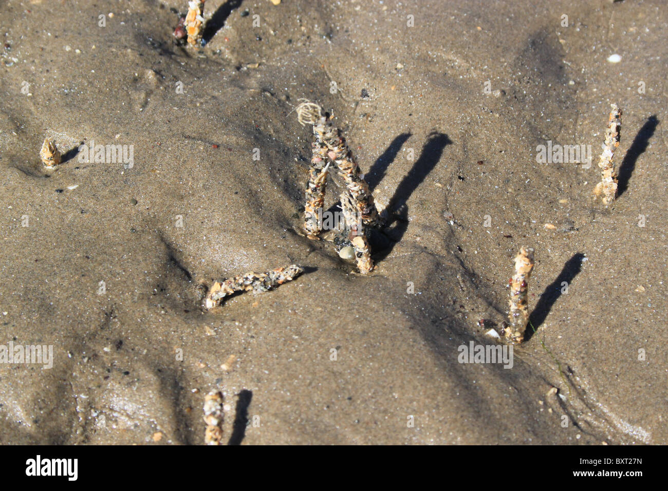 Casts from sand worms on the beach in Beirut, Lebanon Stock Photo Alamy