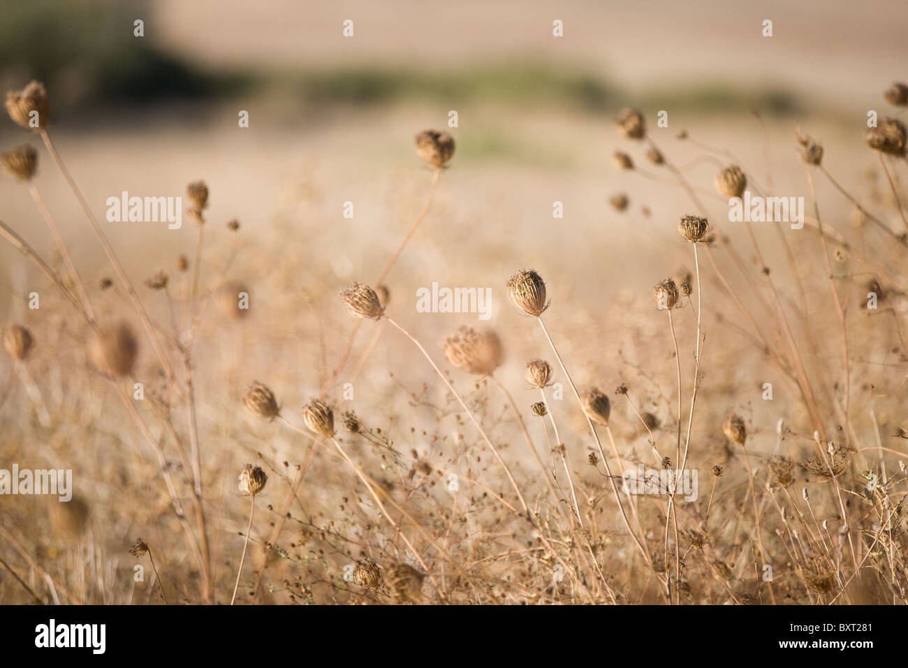 Dried wild grasses in a field Stock Photo Alamy