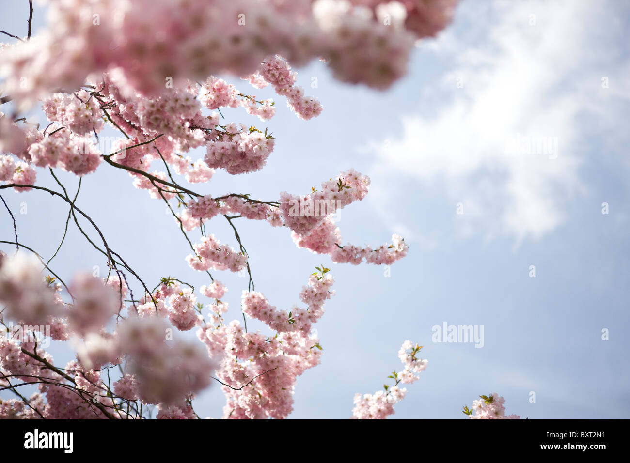 Branches of pink cherry blossom against blue sky Stock Photo - Alamy