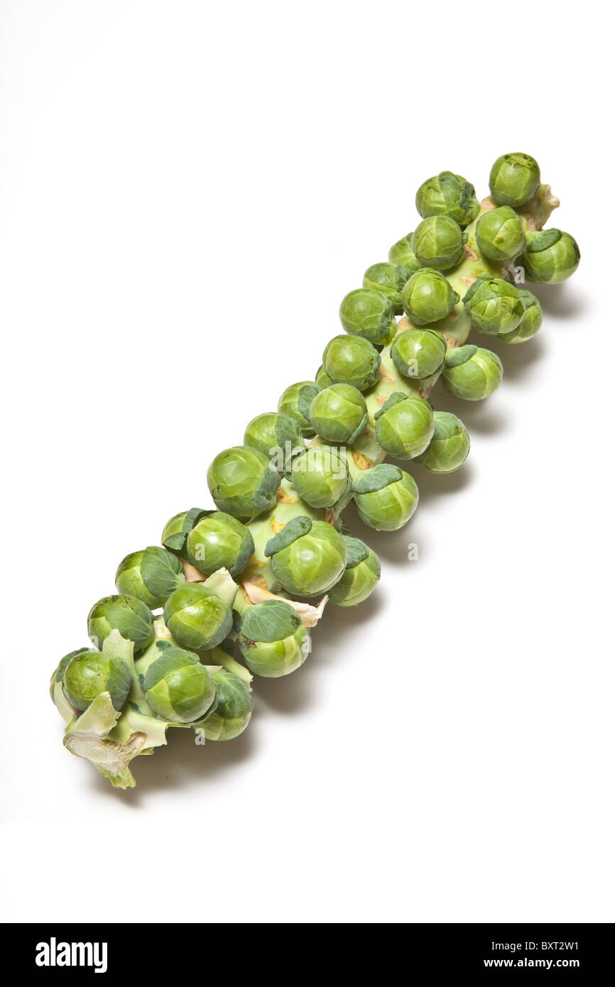 Brussels sprouts on the stalk isolated on a white studio background. Stock Photo