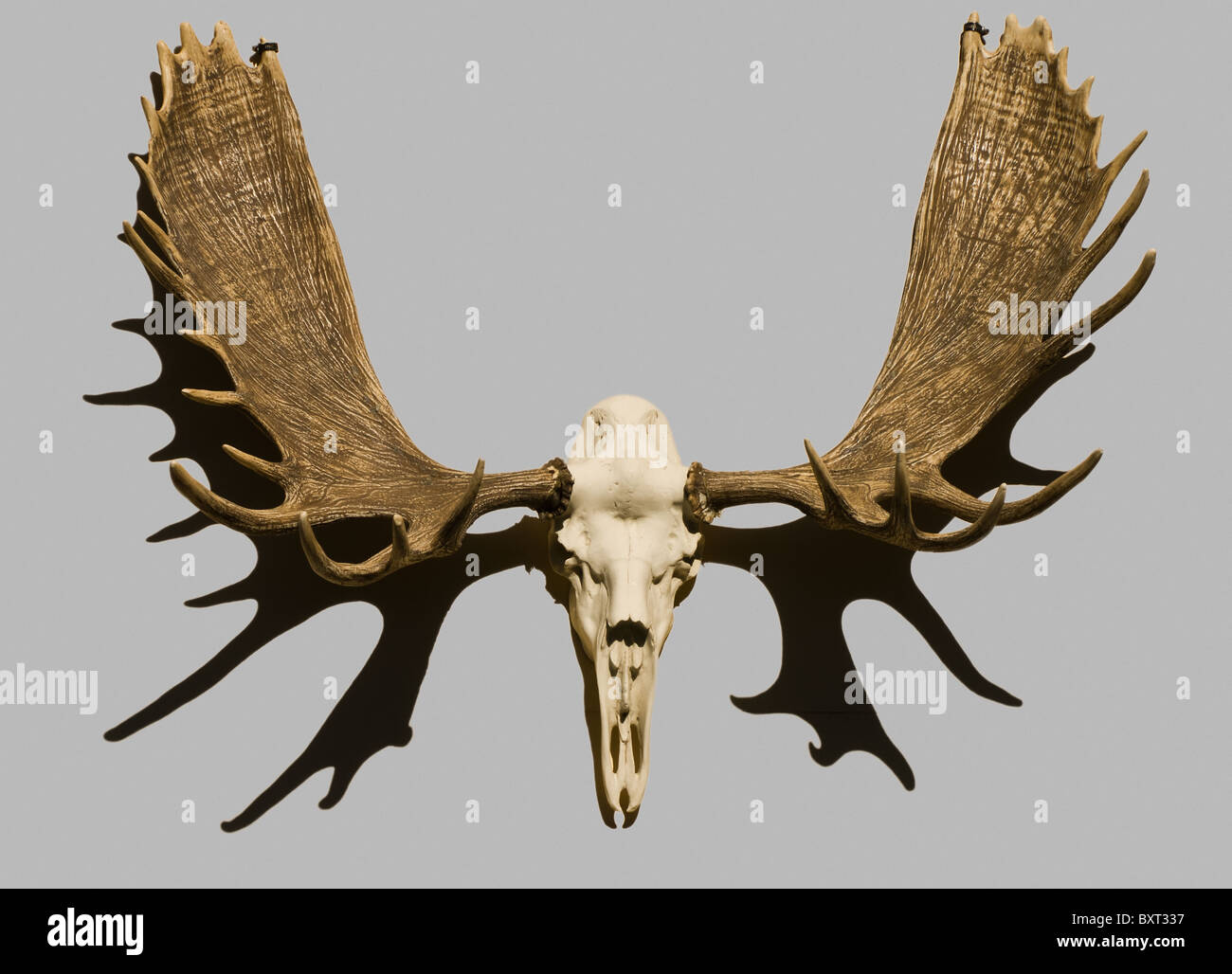 Moose skull and antlers on display in Skagway, Alaska, USA Stock Photo