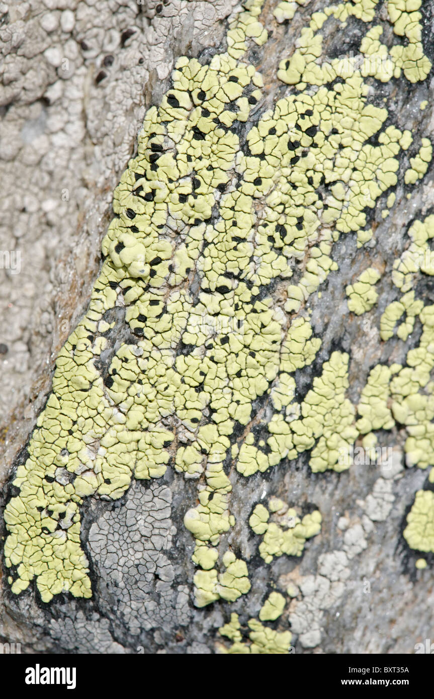 Map lichen, Rhizocarpon geographicum Stock Photo