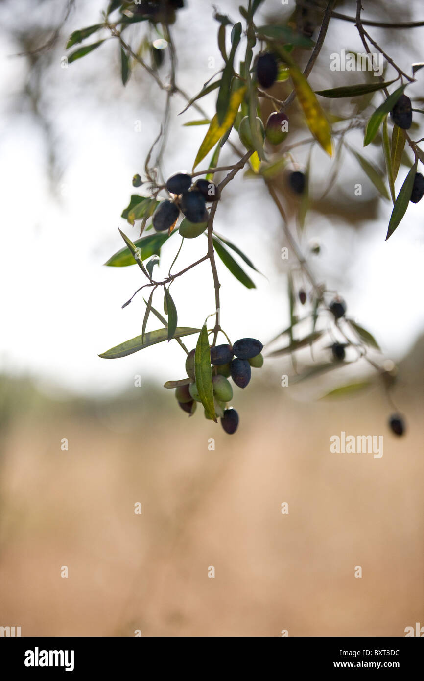 Black and Green Ripe Olives Growing on the Branch of an Olive Tree