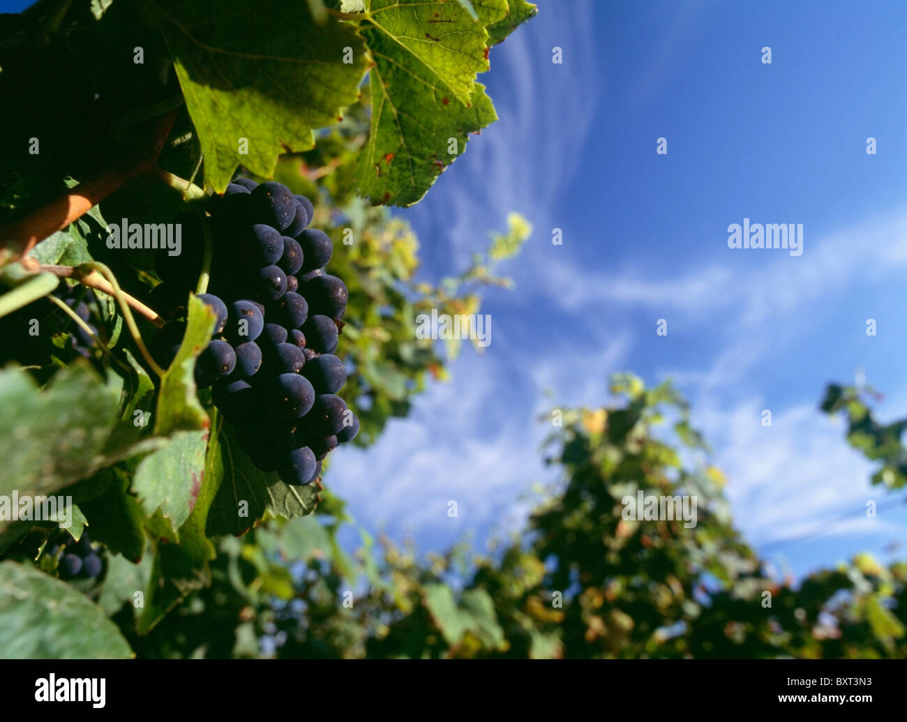 Purple Grapes On Vine In Vineyard Stock Photo Alamy